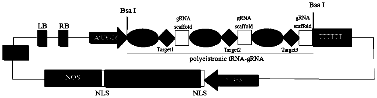 Applications of tobacco MLO2, MLO6 and MLO12 genes in preparation of tobacco varieties resistant to powdery mildew, and method for preparing tobacco varieties resistant to powdery mildew