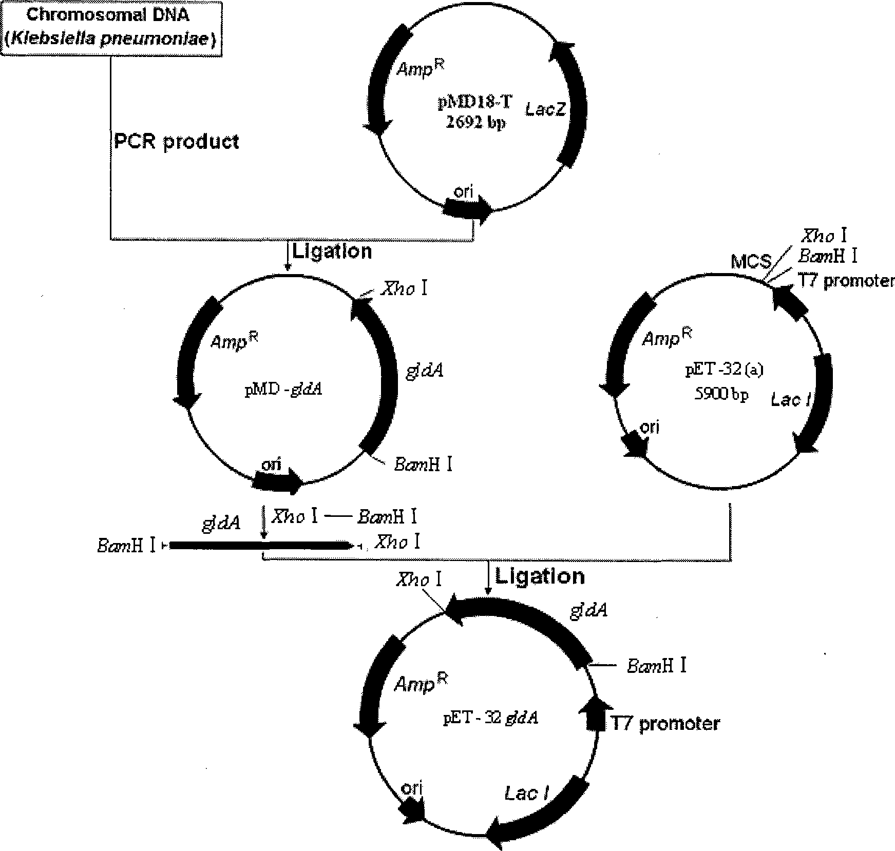 Genetic engineering bacteria producing glycerol dehydrogenase (GDH) and GDH preparation method