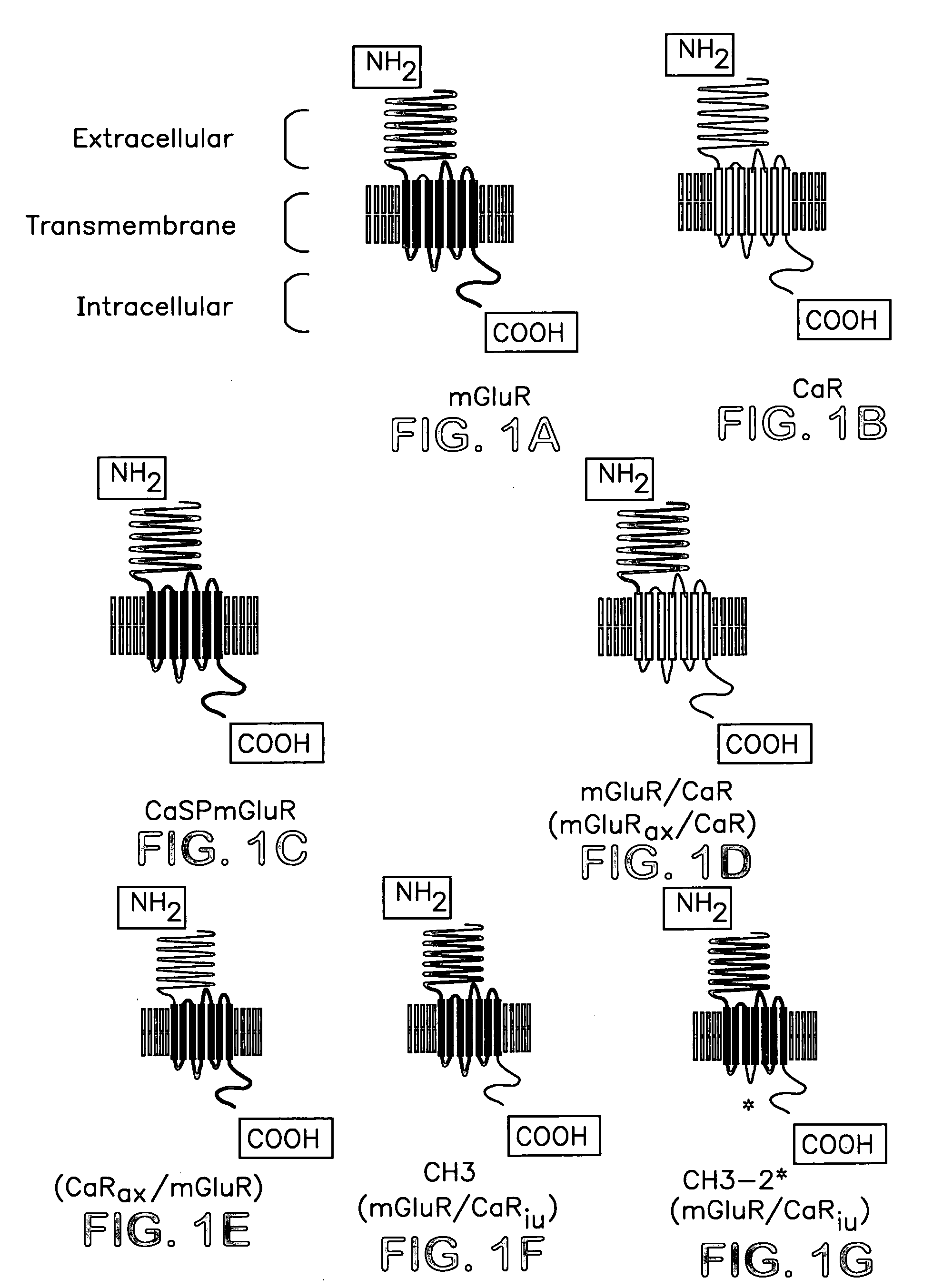 Chimeric metabotropic glutamate receptors and uses thereof