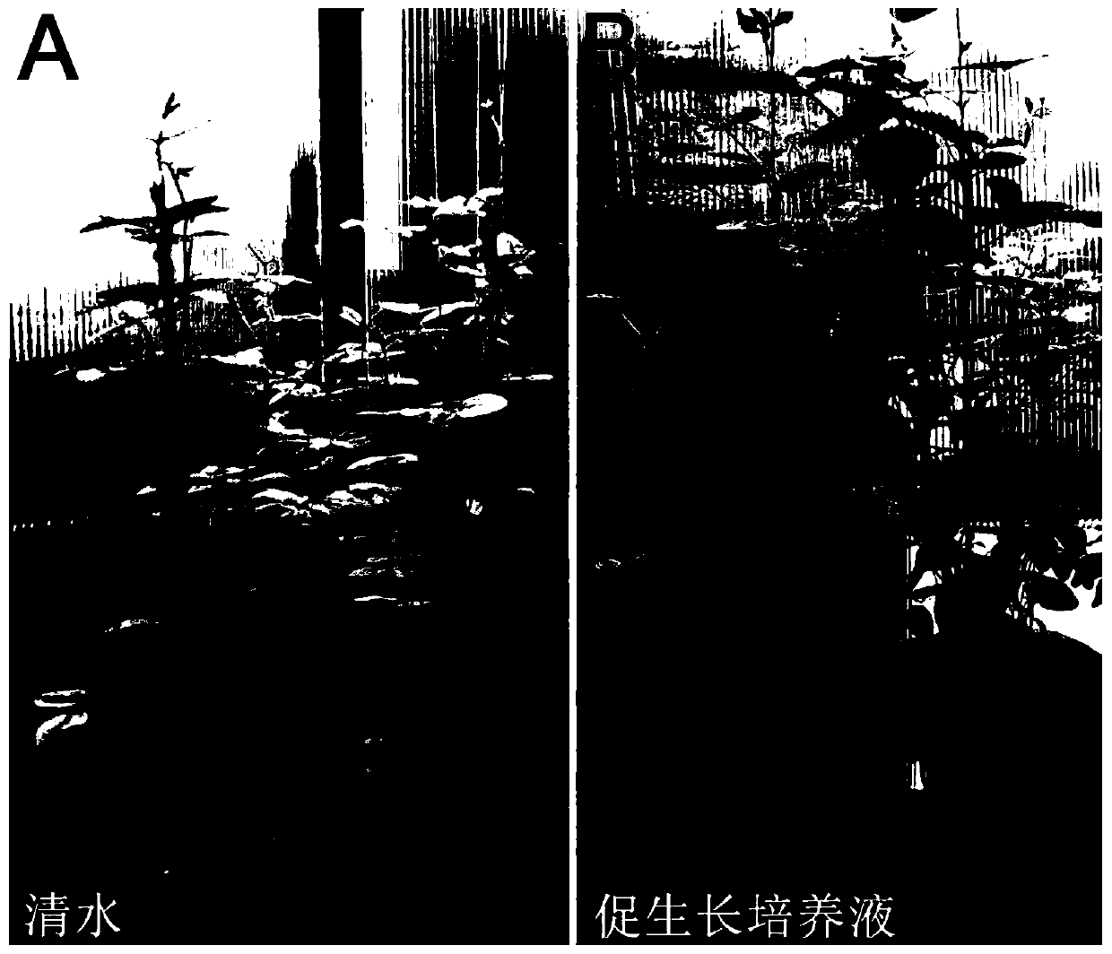 Microbial culture solution for promoting soybean growth and preparation method thereof