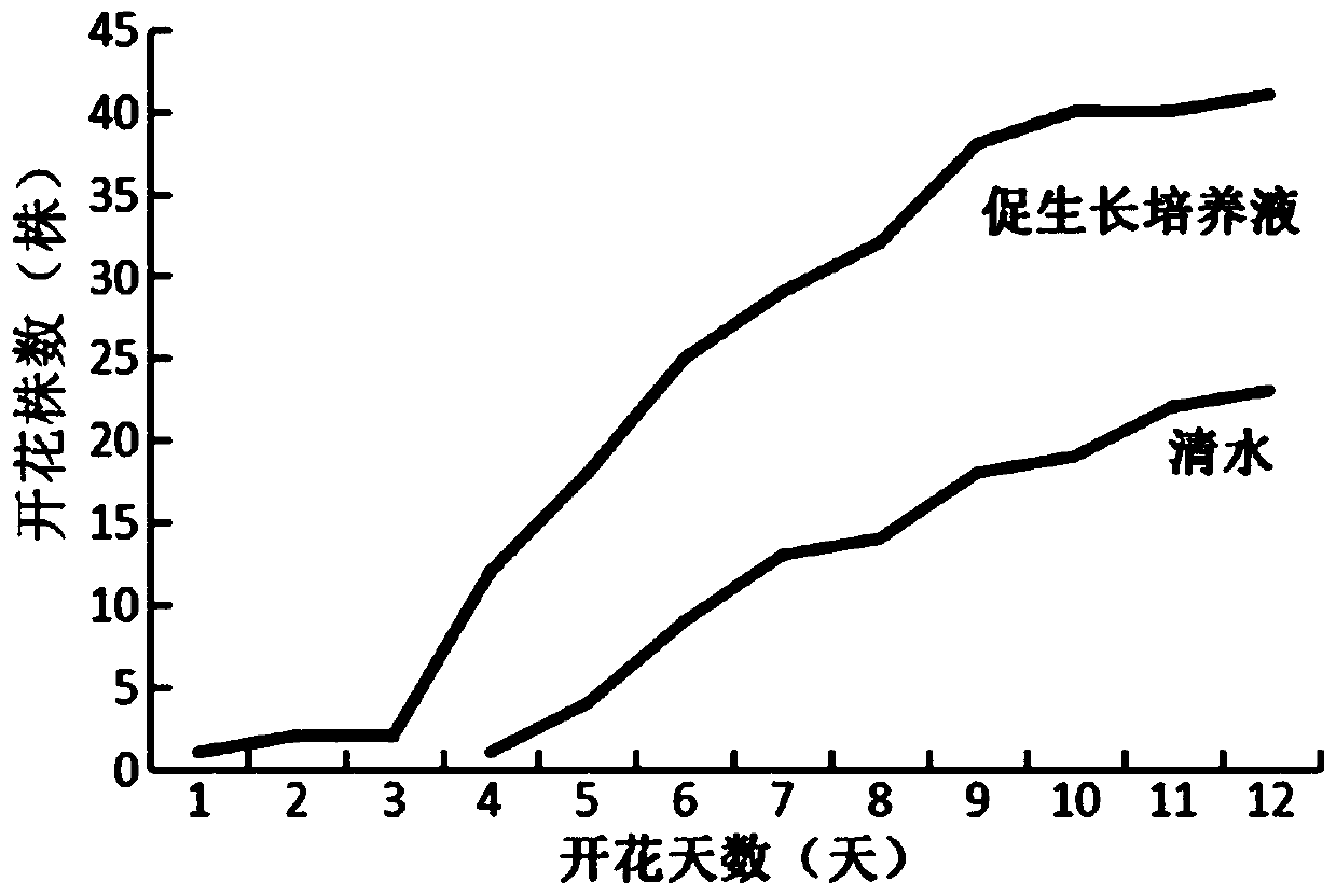 Microbial culture solution for promoting soybean growth and preparation method thereof