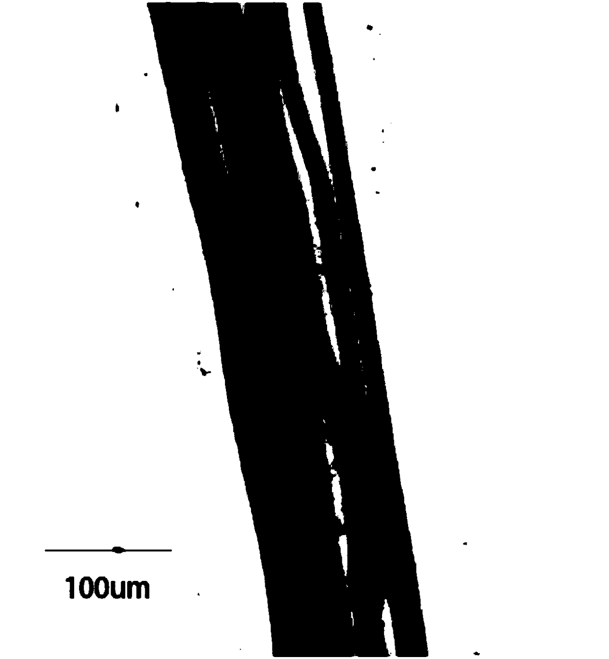 Whole eye cornea bioengineering cultivation method