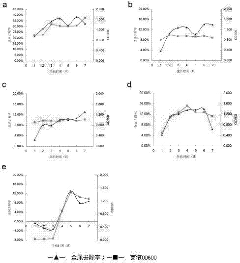 Achromobacter insolitus and application of Achromobacter insolitus in heavy metal ion removing