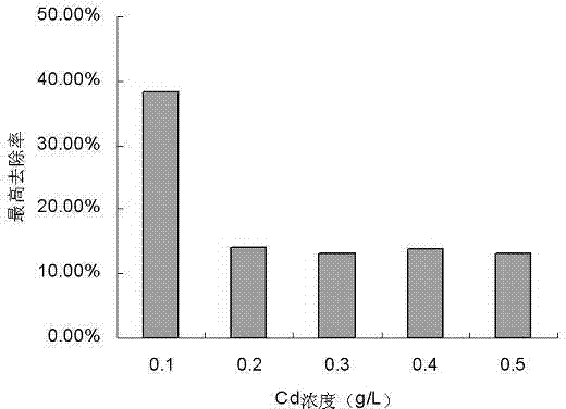 Achromobacter insolitus and application of Achromobacter insolitus in heavy metal ion removing