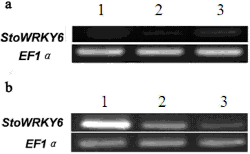 Solanum torvum StoWRKY6 gene and expression vector and applications thereof