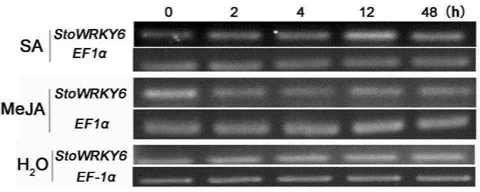 Solanum torvum StoWRKY6 gene and expression vector and applications thereof