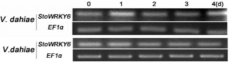 Solanum torvum StoWRKY6 gene and expression vector and applications thereof