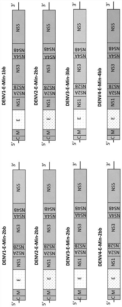 Attenuated dengue virus