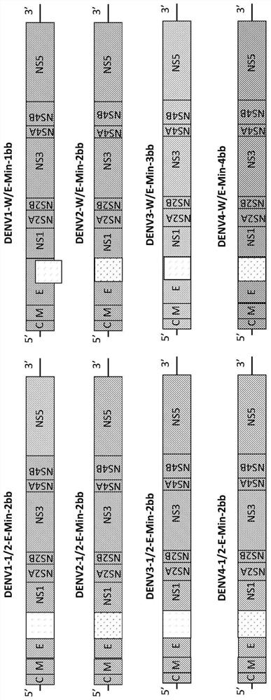 Attenuated dengue virus