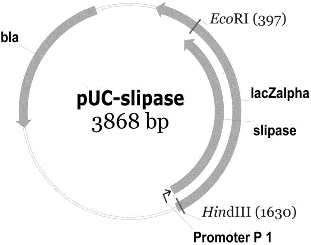 A kind of Escherichia coli using triglyceride as carbon source and its application in the synthesis of bio-based chemicals