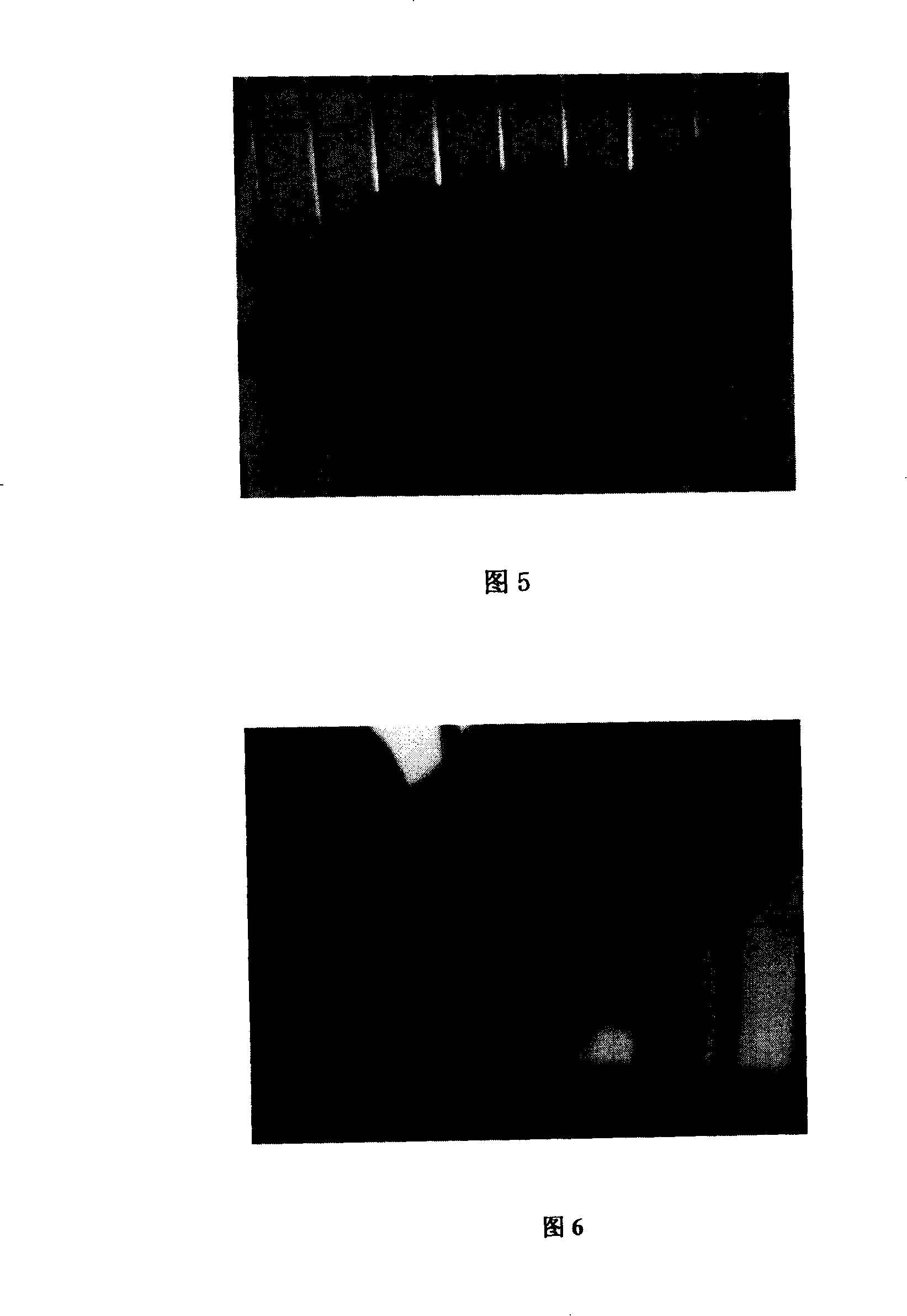 Farrow skin prosoma organization for renovating skin wound, preparing method and use method thereof