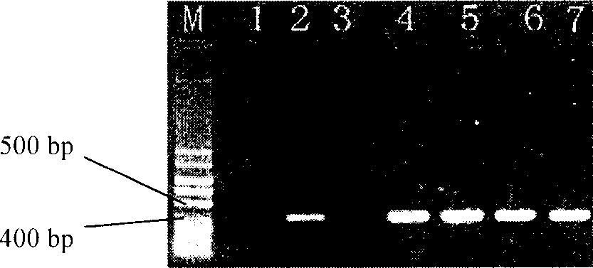 Method for increasing content of astragalus methglycoside through exogenous gene transfer technology