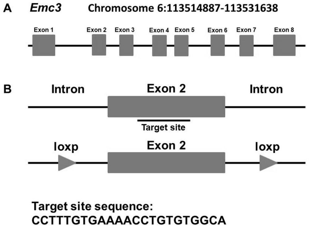 Methods and applications for constructing disease models based on gene manipulation strategies