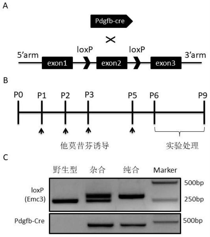 Methods and applications for constructing disease models based on gene manipulation strategies