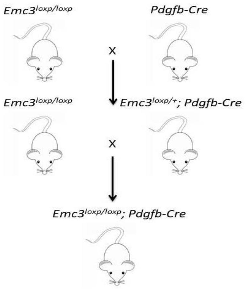 Methods and applications for constructing disease models based on gene manipulation strategies