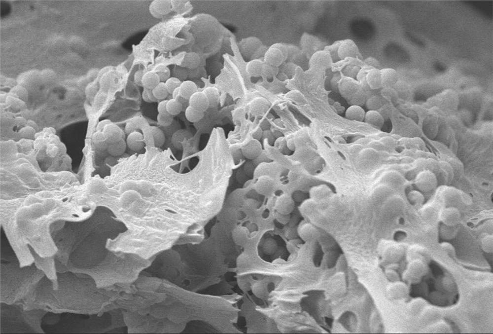 Preparation method of a three-dimensional porous carbon airgel material and its application in lithium-sulfur batteries