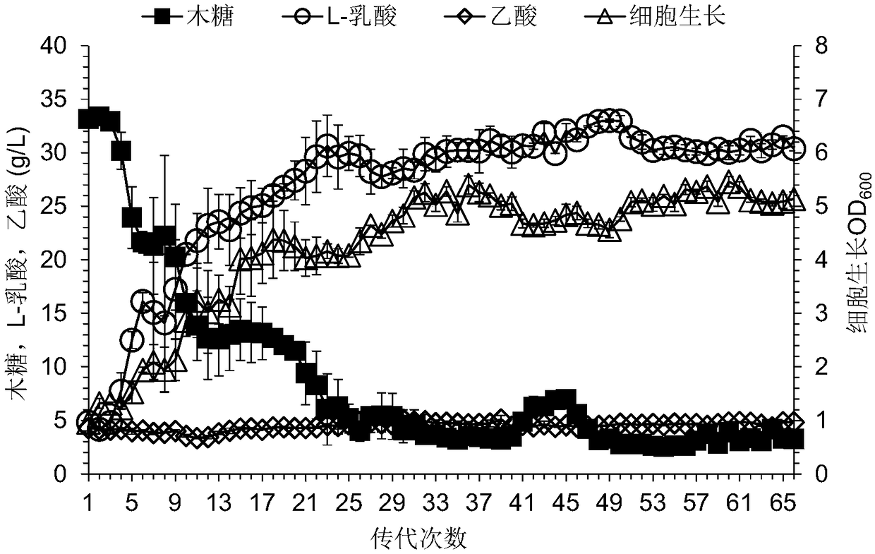 Construction method of pediococcus acidilactici for producing L-lactic acid through co-fermentation of glucose and xylose