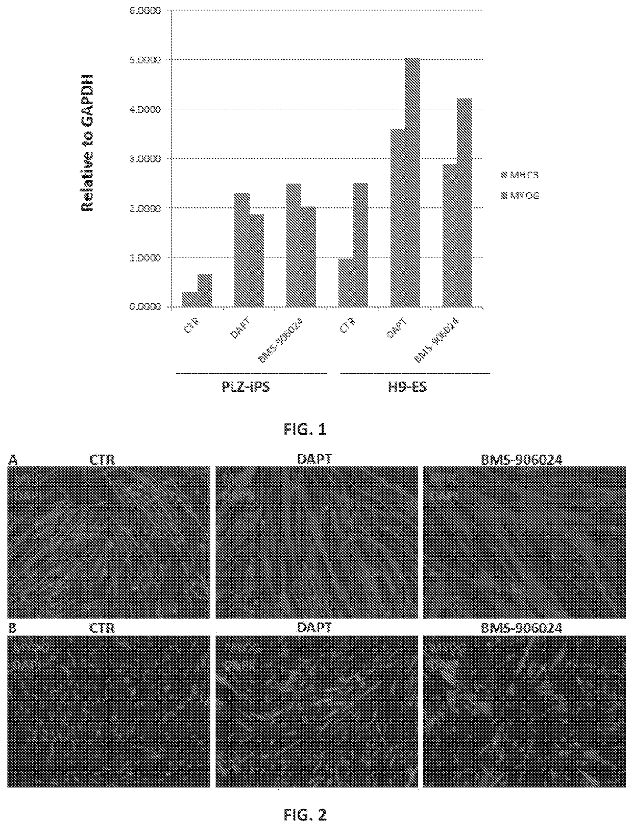 Enhanced differentiation and maturation of pluripotent stem cell-derived myogenic cells