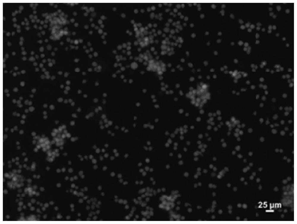 Protein modified microsphere and application thereof