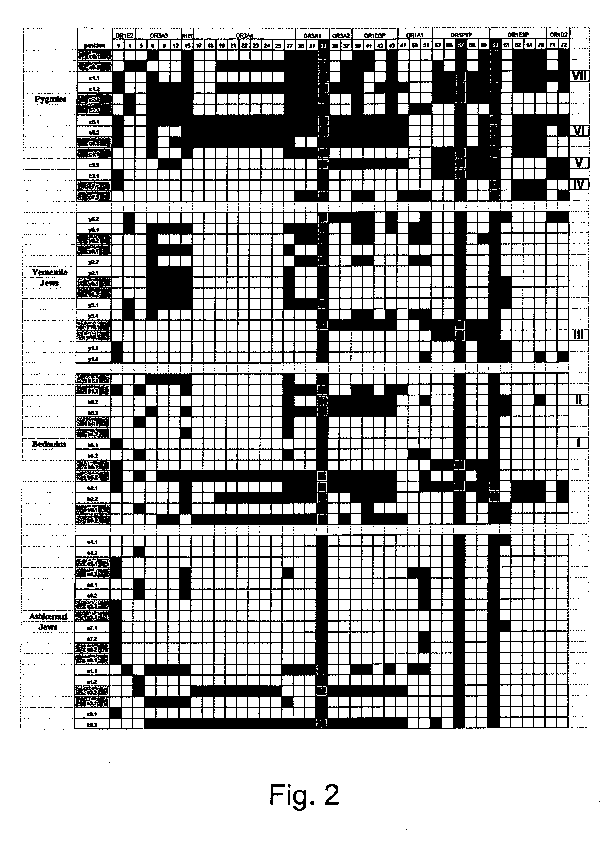 Polymorphic olfactory receptor genes and arrays, kits and methods utilizing information derived therefrom for genetic typing of individuals