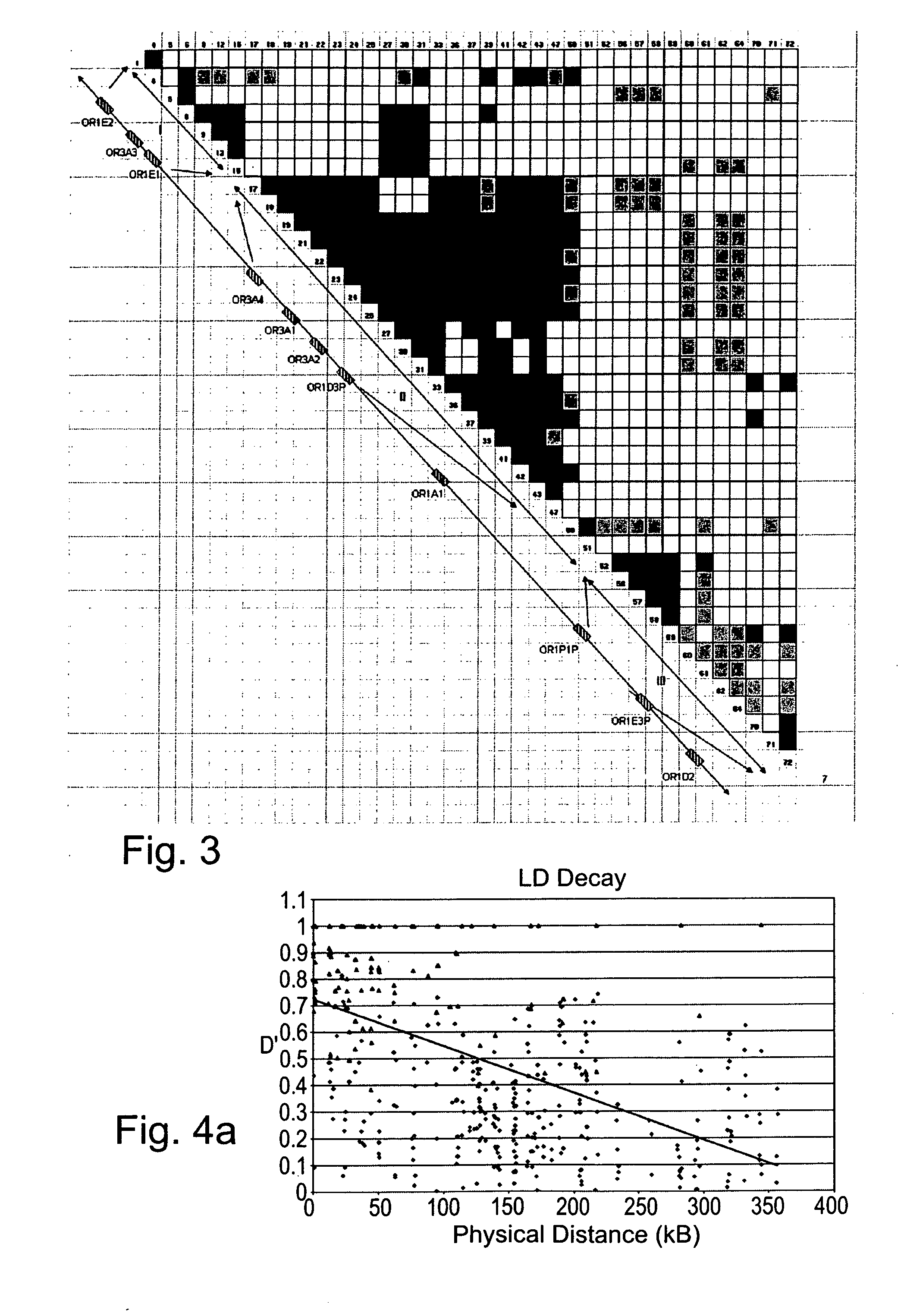 Polymorphic olfactory receptor genes and arrays, kits and methods utilizing information derived therefrom for genetic typing of individuals