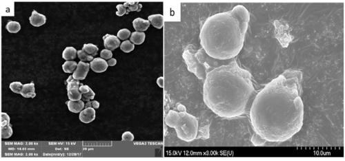 Preparation method of corrosion resisting UV aging resistant coating modified aluminum pigment