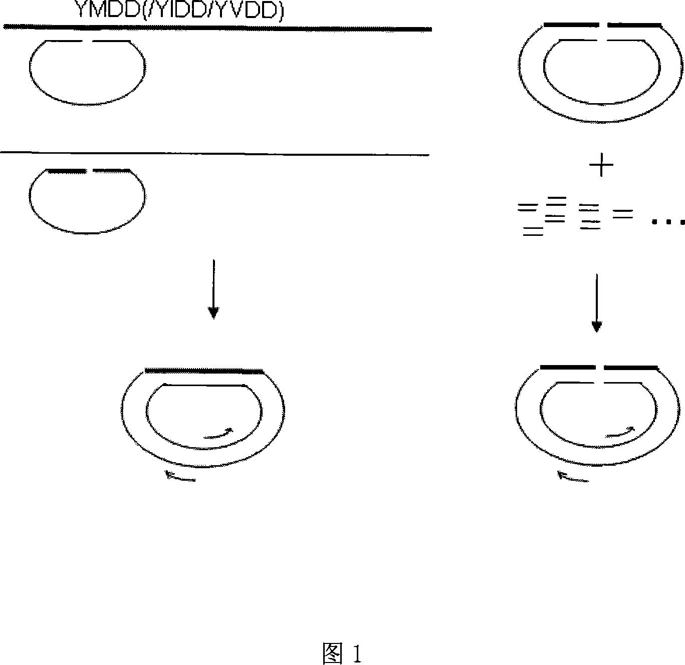 Displacement amplification method for detecting hepatitis B viruse P gene YMDD variation