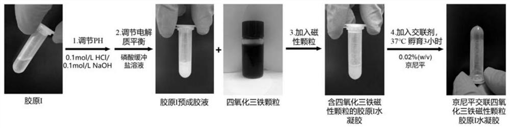 A magnetically responsive tissue engineering material capable of promoting osteogenesis, its preparation method and application