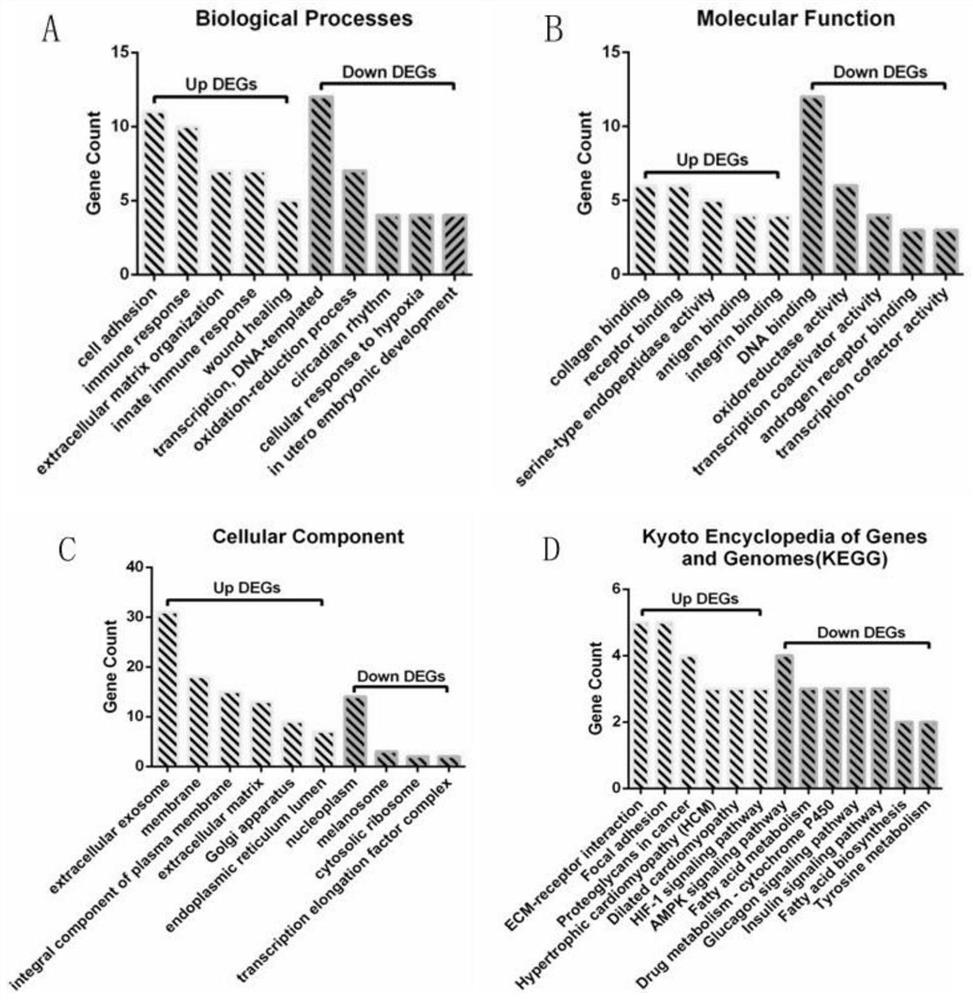 Osteoarthritis related gene screening and function analysis method