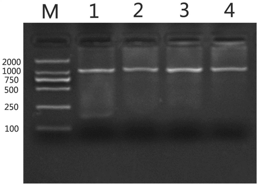 UCP3 gene and molecular marker related to pig intramuscular fat character, and application of UCP3 gene and molecular marker