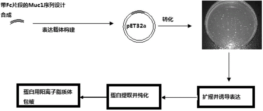 MUC1-Fc polypeptide vaccine as well as preparation method and application thereof