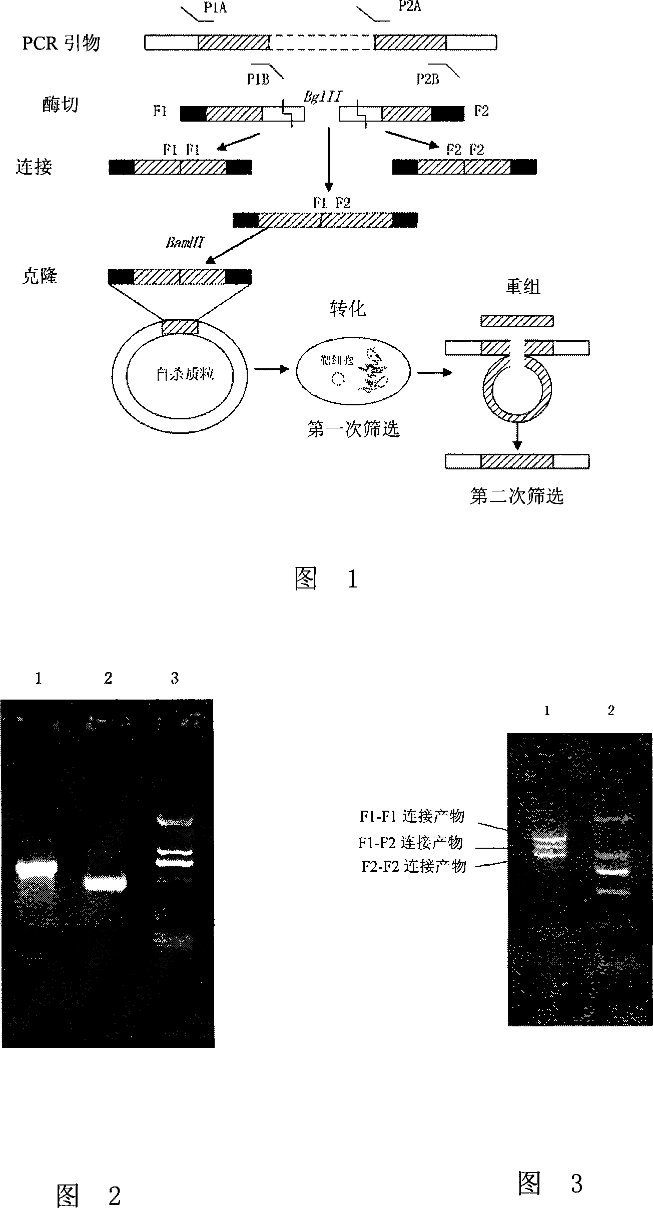 Mutant strain of Brucella bacterin with weak poison, constructing method, and application