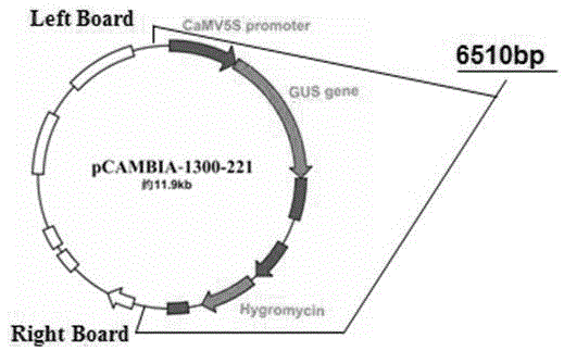 Application of cell-penetrating peptide TAT2 in transgenic cotton cultivation