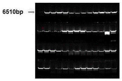 Application of cell-penetrating peptide TAT2 in transgenic cotton cultivation