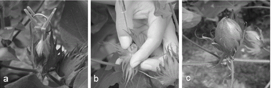 Application of cell-penetrating peptide TAT2 in transgenic cotton cultivation