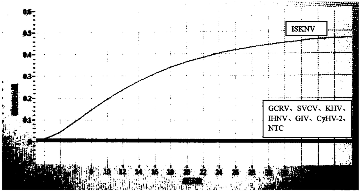 Specific primer pair, probe and test kit for testing infectious splenorenal necrosis virus