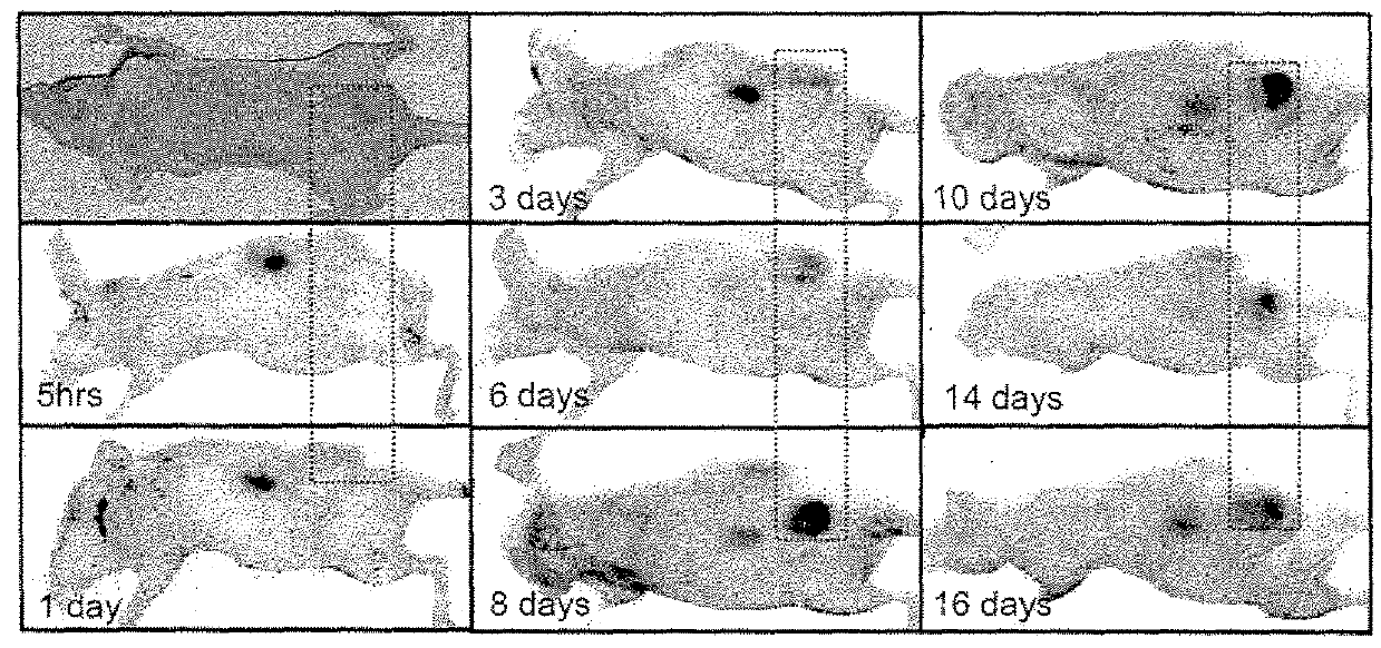 Modifications of cupredoxin derived peptides and methods of use thereof