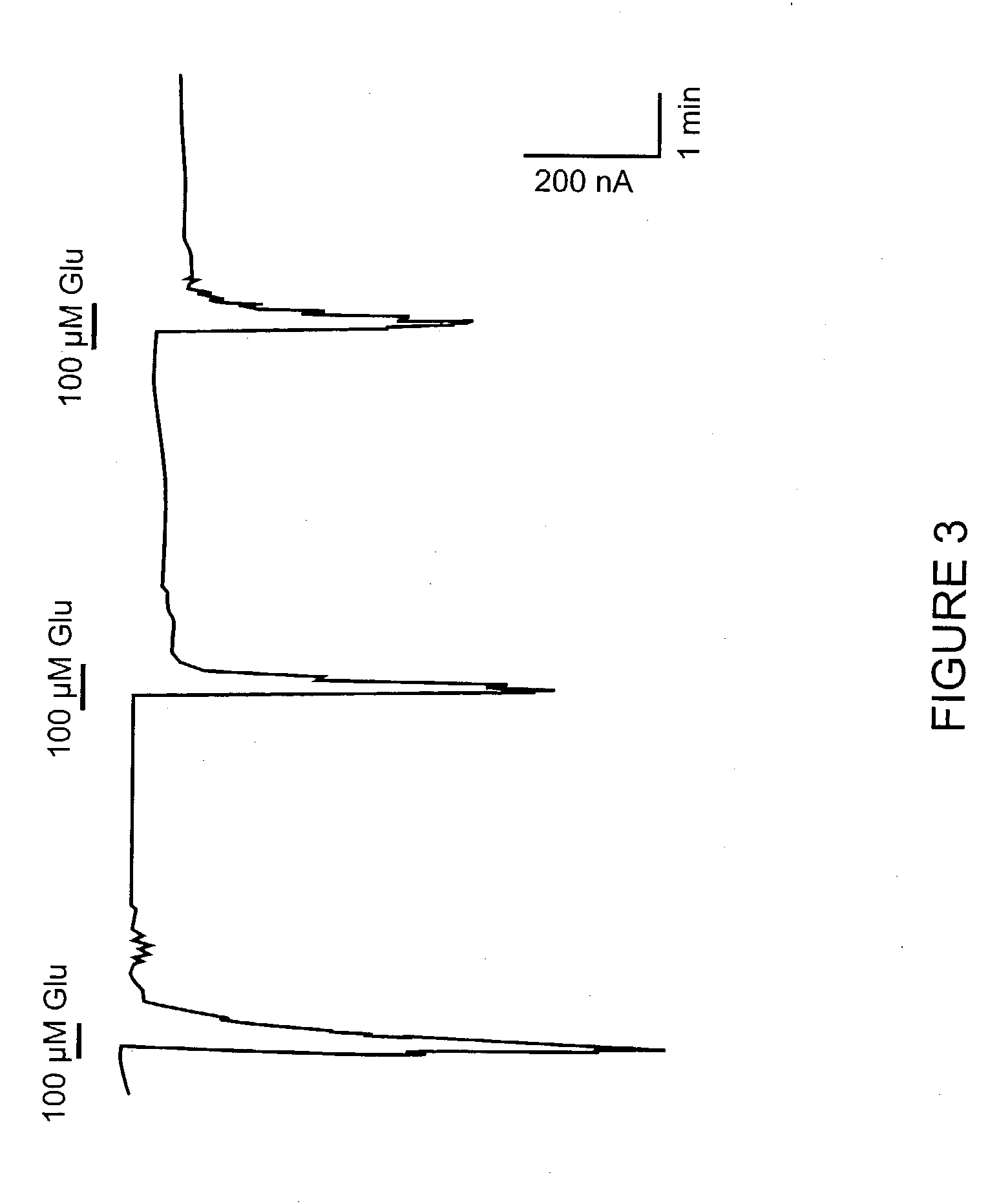 Novel human metabotropic glutamate receptor