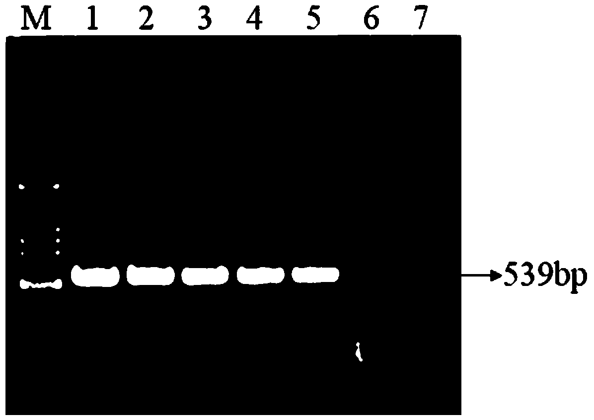 Narcissus late season yellows virus detection kit and method