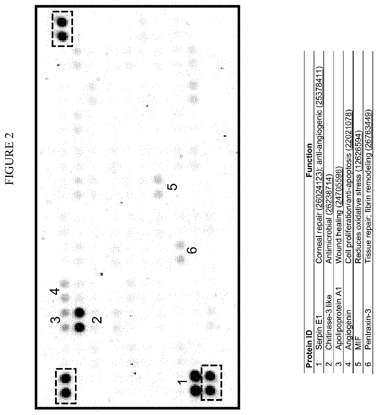 Processes for making and using a mesenchymal stem cell derived secretome