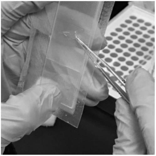 A composite membrane based on gelatin and amino acids and method for culturing limbal stem cells on the membrane