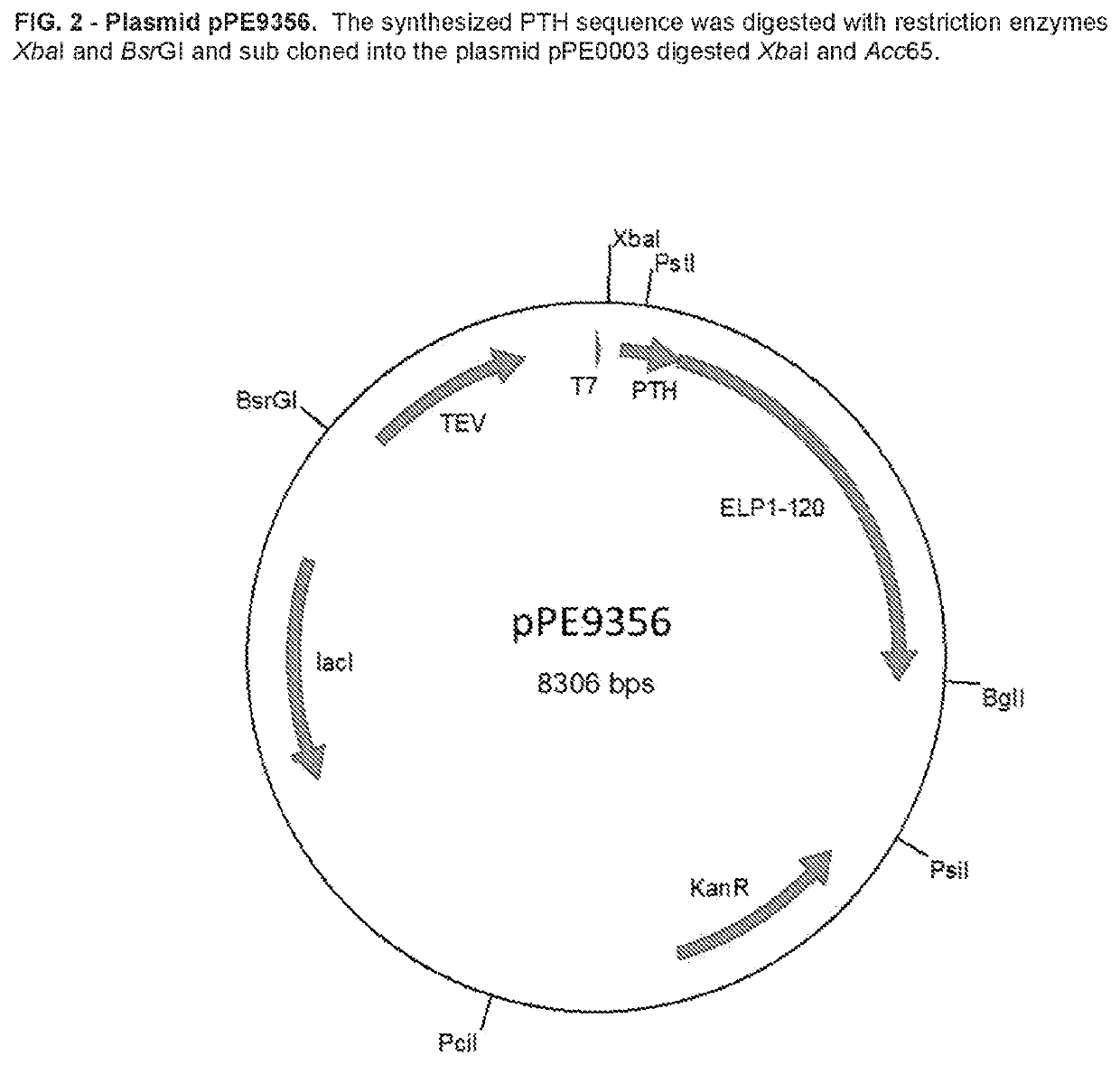 Elp fusion proteins comprising parathyroid hormone for controlled and sustained release