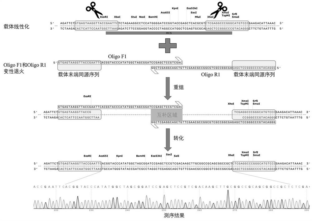 A PCR-independent short-fragment cloning method