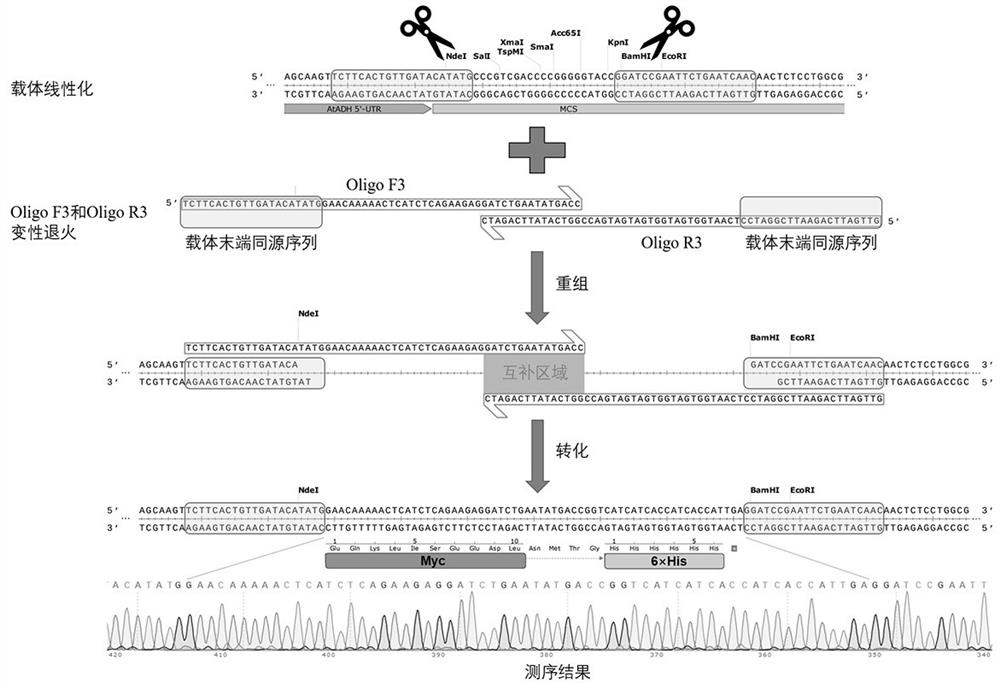 A PCR-independent short-fragment cloning method