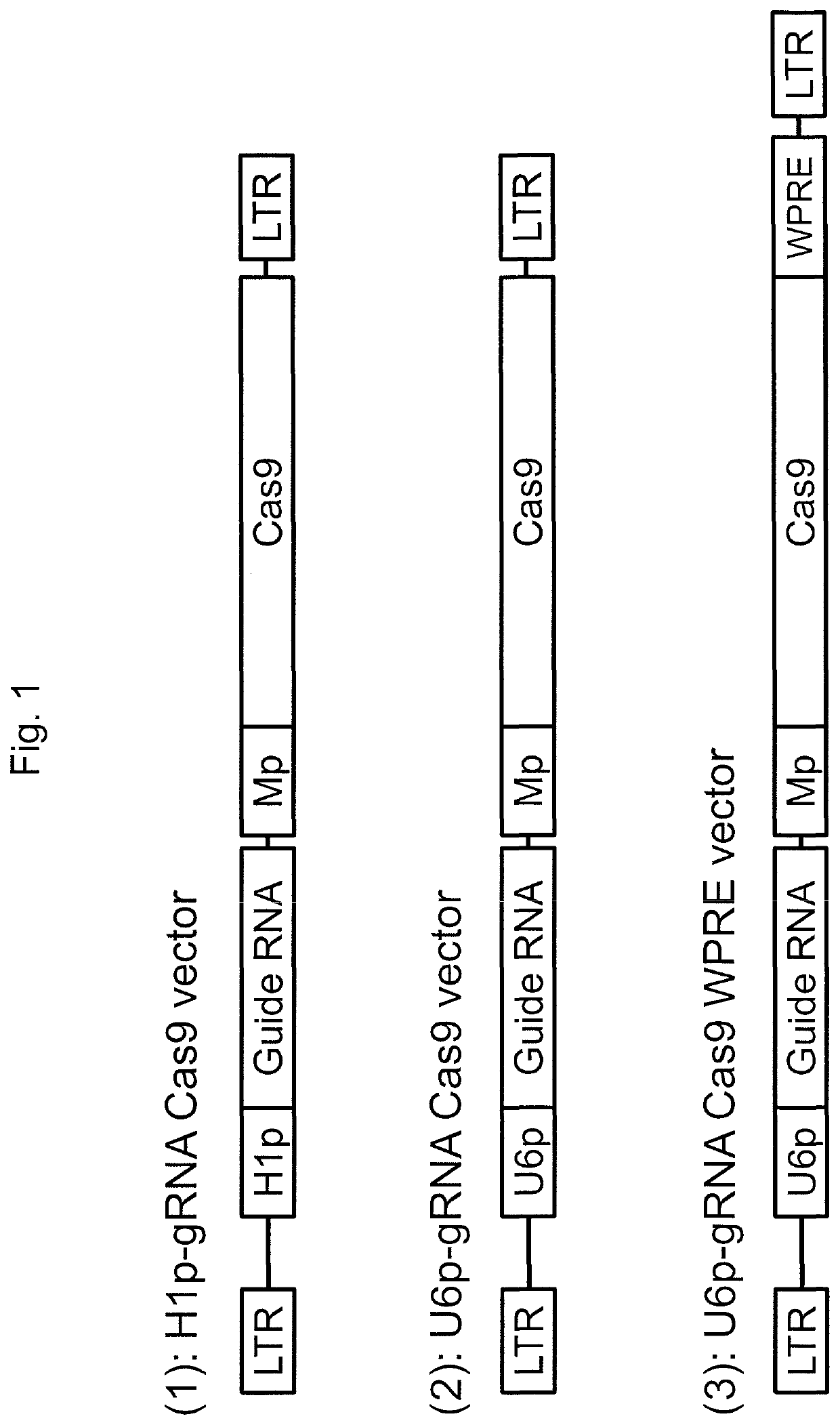 Lentiviral protein delivery system for RNA-guided genome editing