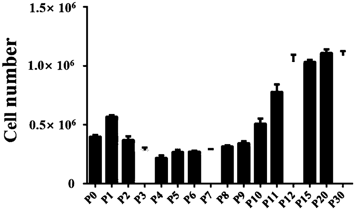 Lacrimal gland stem cell as well as culture system and culture method for lacrimal gland stem cell