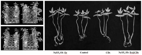 Leaf surface nanometer light conversion technology for promoting plant photosynthesis