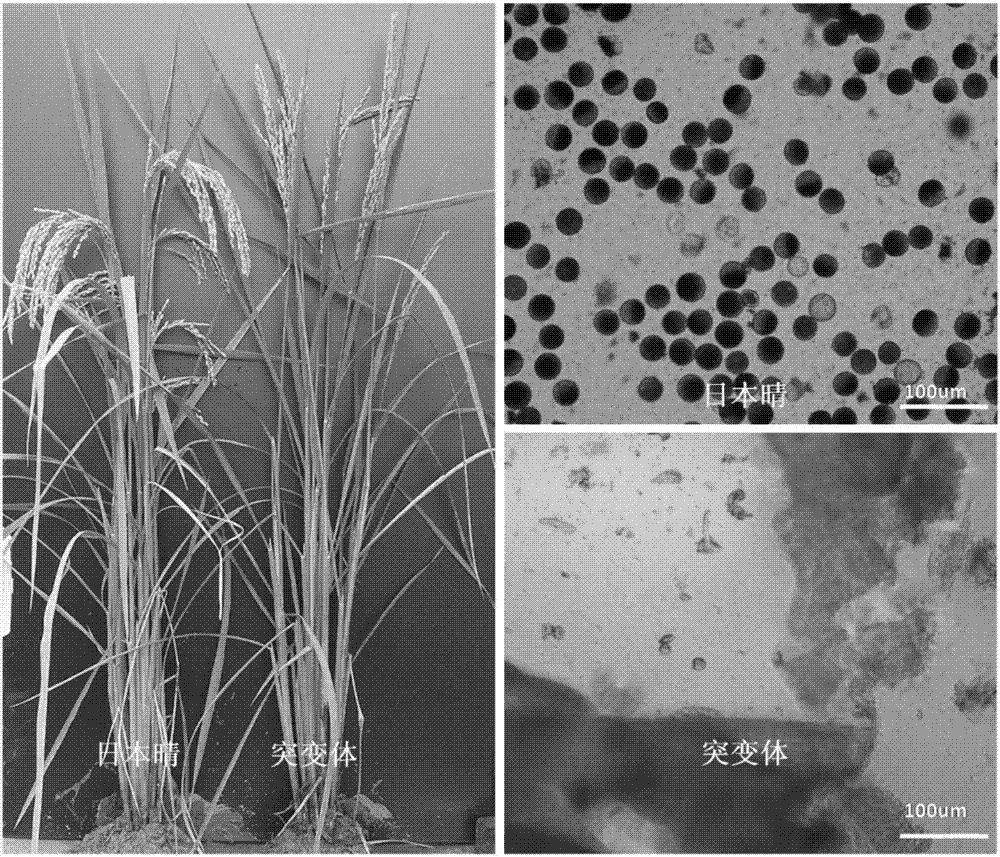 Mutant gene of rice nuclease gene OsGEN-L and application thereof