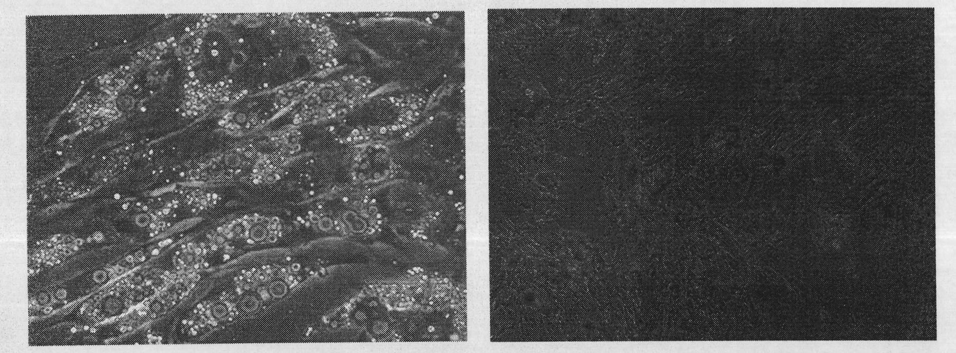 Method for regenerating a derma tissue by utilizing fat mesenchymal cell