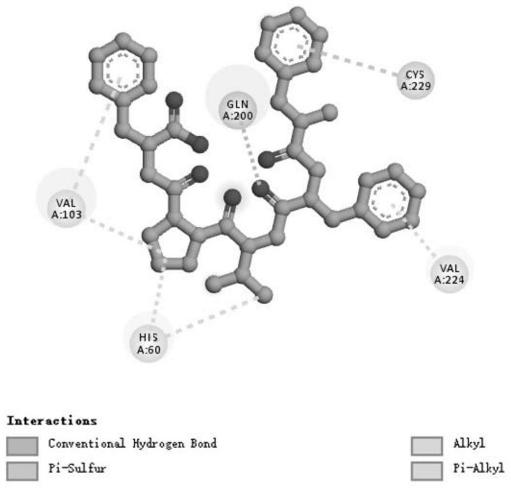 A kind of elastase inhibitory peptide and its preparation method and application